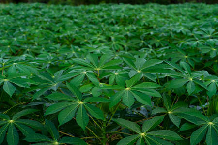 Cassava farmの写真素材