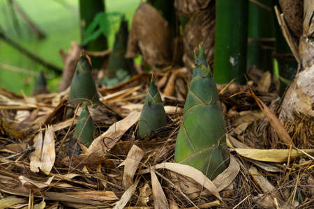 Bamboo shoot, Bamboo sproutの写真素材