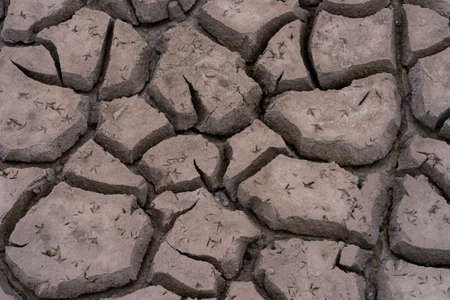 Footprints of birds on dry mud.