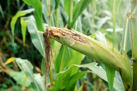Fresh corn for animal in the field