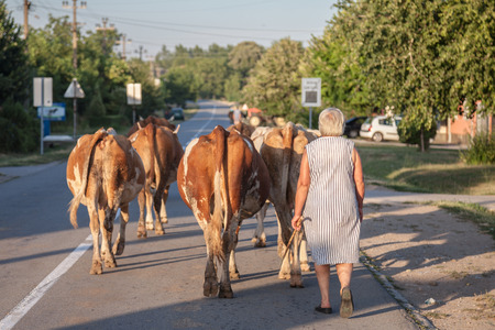 DUBOVAC, SERBIA - AUGUST 3, 2017: Peasant woman conducting her herd of cows on a street of Dubovac, a small agricultural village of central Serbia

Picture of a woman conducting her cows on the main street of Dubovac, a little Serbian village, known for iのeditorial素材