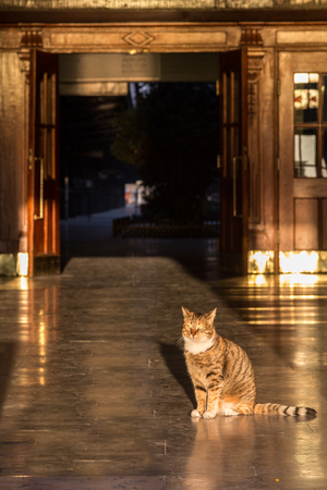 Young male cat standing in the doorway of Haydarpasa train station in Istanbul, Turkey, during sunset. Cats are one of the iconic symbols of the biggest turkish city

Picture of a young cat, fluff, standing in the middle of the main hall of the train station of Haydarpasa, in downtown istanbul. Haydarpasa station is a railway station in Istanbul that used to be a major intercity, regional and commuter rail hub as well as the busiest railway station in Turkey.の写真素材