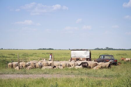 ALIBUNAR, SERBIA - JUNE 6, 2015: Shepherdess standing in the middle of a Herd of goats in a pasture field full of green grass, in summer, in Voivodina, the most and agricultural spot of Serbiaのeditorial素材