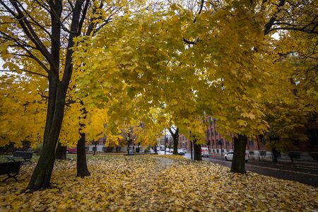 MONTREAL, CANADA - NOVEMBER 6, 2018: Autumn tree with yellow leaves in fall in a park of Little Burgundy district. Also called Petite Bourgogne, it's a residential bourough of Montreal

Picture of Little Burgundy district in montreal, with a park full of のeditorial素材