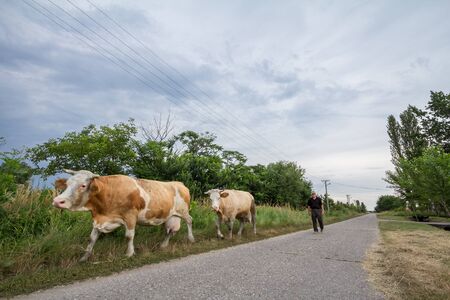ALIBUNAR, SERBIA - JUNE 7, 2019: Peasant senior man conducting his herd of cows on a street of Alibunar a small agricultural village of Voivodina, the main rural region of Serbia

Picture of a herd of two cows being driven by an old senior peasant on an aのeditorial素材
