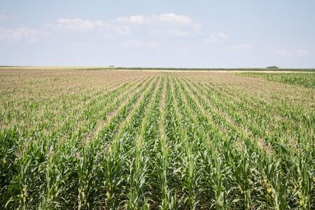 Cornfileds, with their typical rows, taken on the plains of Voivodina, the most rural and...