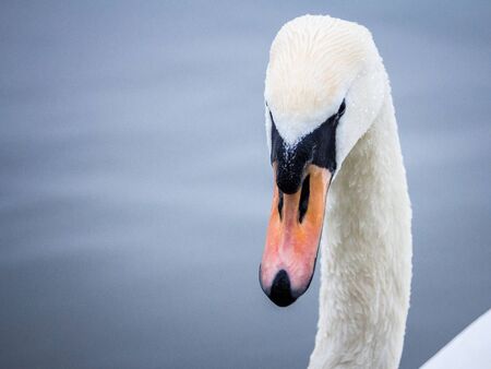 Closeup on a swan, a headshot portrait of a black and white individual with its typical curved neck and orange beak. Swans, or cygnus, are a typical white bird from European riversPicture of a swan, a close up on its head, taken during a rainy afternoon on a serbian river. Swans are birds of the family Anatidae within the genus Cygnus.の写真素材