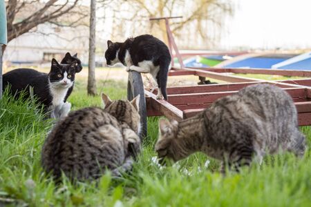 Group of stray cats, black and white, as well as striped and tabby ones. standing and eating in the streets of Belgrade, Serbia

Picture of a herd of five cats, stray felines, shorthair, standing in group and eating in a park of Belgrade, the capital city of Serbiaの写真素材