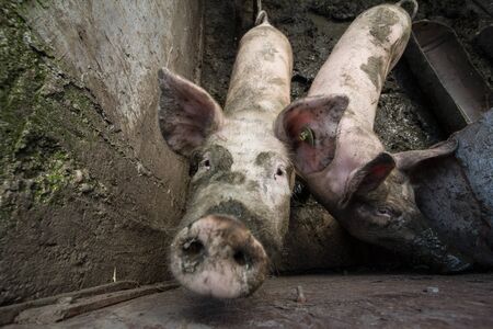 Two pigs in a mud, in a farm courtyard, curious and smelling the camera with their noses called pig snouts.

Picture of two pigs smelling with curiousity the camera in a rural farm courtyard with their snouts.の写真素材