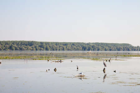 Wading birds, mainly herons and egretta, standing in swamps in the Danube area of Serbia, during a sunny afternoon. Waders are a part of the wildlife fauna of Serbia. Picture of birds, mainly freshwater waders such as herons and egretta resting in the swamps of the Danube in Central Serbia.の写真素材