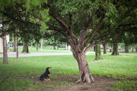 Lutalica, a typical serbian stray dog, abandoned, sitting and staring at a tree in a park of the city center of Belgrade, in Serbia, which as an important group of abandoned dogs.の写真素材