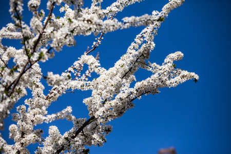 Blossoms on a blooming tree with white flowers during spring with blue sky in background. Blossoms happen at spring during the pollination of fruit trees.の写真素材