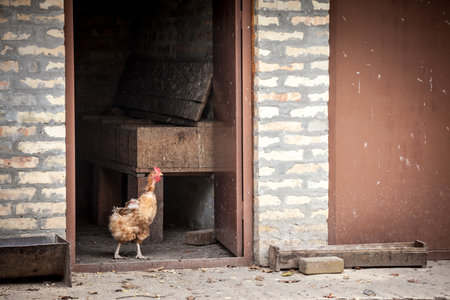 Young brown hen or chicken walking alone in the henhouse on a farmyard of a rural agricultural farm in summer.の写真素材