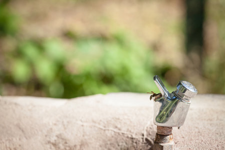 Push button tap on a drinking foutainalso called self closing faucet on display, aimed at distributing fresh drinking water, with a wasp trying to drink during a summer heat wave.の写真素材