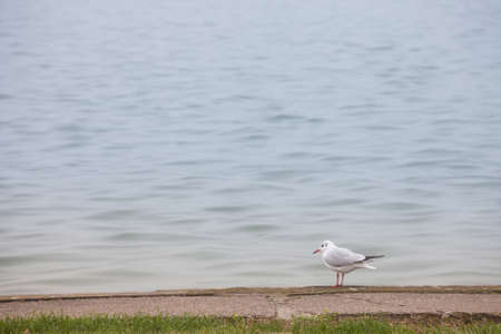 Black headed gull on its winter plumage, also called chroicocephalus ridibundus resting its wings near Palic Lake, a major natural landmark of Voivodina, Serbia, during an autumn afternoon.の写真素材
