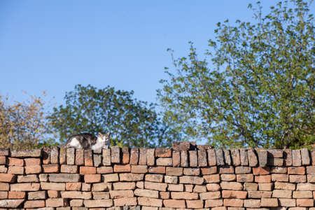Curious stray white and tabby bicolor cat, standing at the top of a wall, looking and staring at the camera with its green eyes.の写真素材