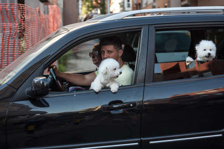 BELGRADE, SERBIA - JUNE 5, 2021: Two white maltese dogs looking at the window of a car with their human family, happy, ready for a road trip with the vehicle.のeditorial素材