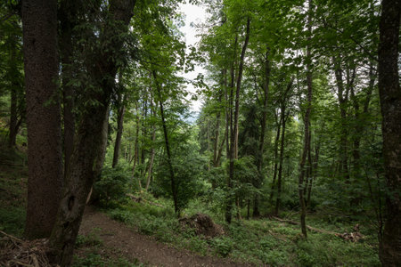 Dirthpath in the middle of deciduous trees in a typical alpine forest in the Julian Alps in Slovenia, during a grey rainy day, in deep woods, in Europe.の写真素材