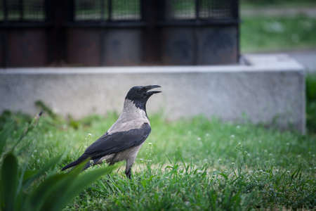 Focus on a hooded crow, a black and grey crow bird from the corvidae family, also called Corvus Cornix, standing on grass in Belgrade, Serbia, shouting with an open beak.の写真素材