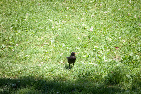 Focus on a common blackbird, standing on grass eating a worm with his beak standing on grass. Also...