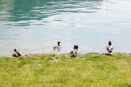 Selective blur on four Male mallard ducks standing by the waters of Bled lake in Slovenia. The Mallard, or anas platyrhynchos, is a wild dabbling duck present in Europe.の写真素材