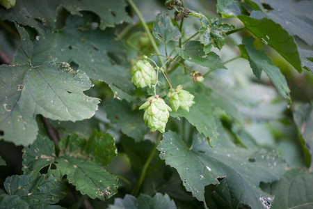 Selective blur on humulus lupulus, also called common hop, or wild hops, growing wildly in nature....