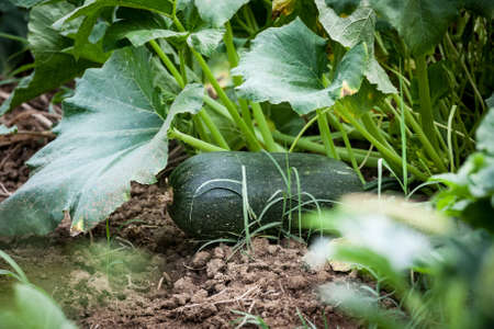 Selective blur on a giant courgette on a zucchini plant in a kitchen garden. The courgette, or zucchini, also called marrow, is a summer squash vegetable from the cucurbitaceae family.の写真素材