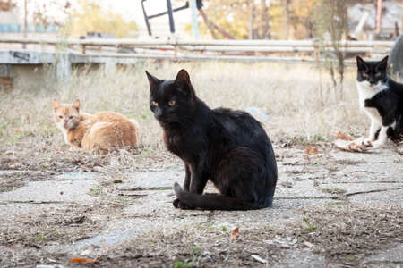 Selective blur on a young black cat in the middle of a Group of stray cats, standing in group, a herd, in the streets of Belgrade, Serbia.の写真素材