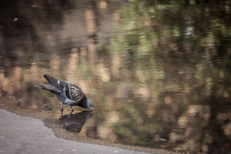 Selective blur on a pigeon, alone, drinking water in a street, thirsty, during a hot summer weather.It belongs to columba livia, also known as Rock dove, the most common species of pigeon.の写真素材