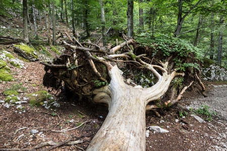 Focus on tree roots on a torn down wooden tree, uprooted, in an alpine european forest, ready for...