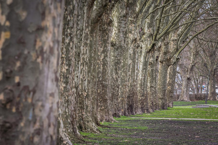 Selective blur on a row of plane trees, an alignment of trunks from the platanus genus, in a public...