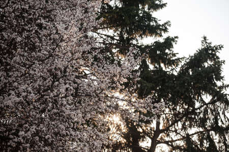 Selective blur on Blossoms on a blooming tree with white flowers during spring with sunset sky in...