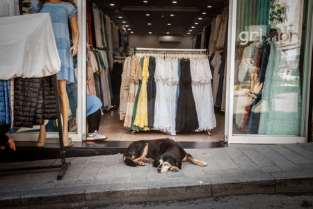 ISTANBUL, TURKEY - MAY 21, 2022: Stray dog sleeping and having a nap in front of an entrance of a shop in a pedestrian street of the European district of eminonu in Istanbul.のeditorial素材