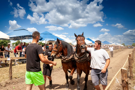 RUMA, SERBIA - JUNE 26, 2022: Selective blur on three agricultuers, Serbian young men, taming draft horses and workhorses in the Rumska Straparijada, an agricultural market dedicated to horses.のeditorial素材