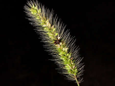 The macro of small plantの写真素材