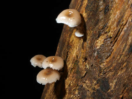 The group of Mushroom in Tropical zone, Thailandの写真素材