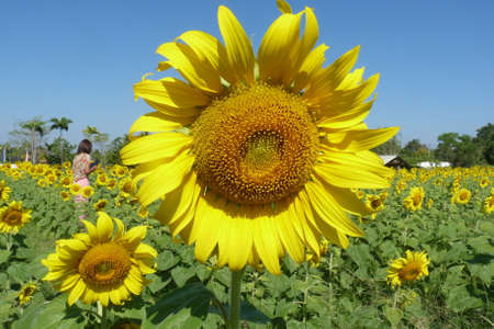 yellow sunflower, yellow flower, sunflowerの写真素材