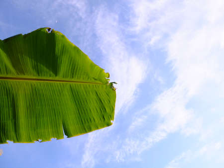 banana leaf and blue skyの写真素材