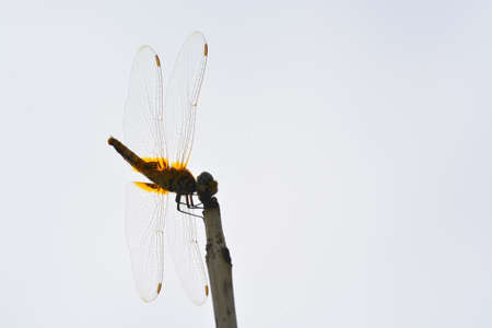 the dragonfly life on the top of the tree branchの写真素材