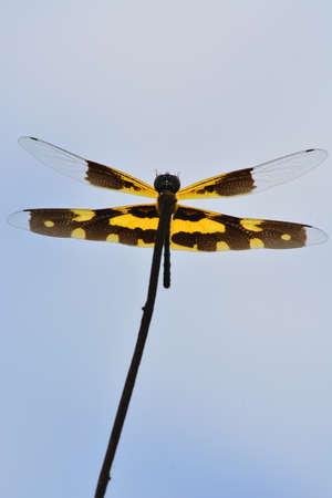 the dragonfly life on the top of the tree branchの写真素材