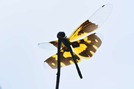 the dragonfly life on the top of the tree branchの写真素材