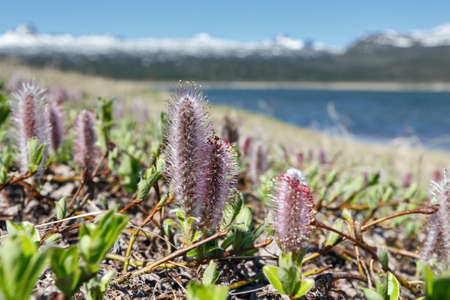 Salix arctica arctic willow on a sunny day. The Kamchatka Peninsula Far East Russia.