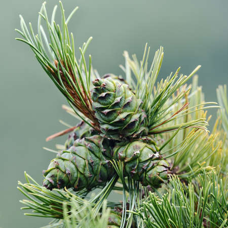 Beautiful pine branches with green cones