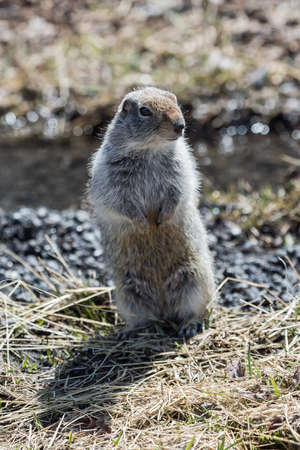 Cute ground squirrel standing on hind legs. Russia Kamchatka Peninsula.の写真素材