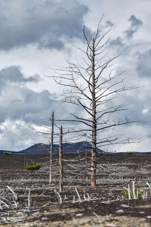 Lifeless desert landscape of Kamchatka Peninsula: Dead wood (Tolbachik Volcano lava field) in cloudy weather. Far East, Russia, Kamchatka.の写真素材