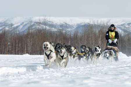 KAMCHATKA, RUSSIA - MARCH 3, 2014: Traditional Kamchatka Sled Dog Racing Beringia. Russian Federation, Far East, Kamchatka Peninsula.のeditorial素材
