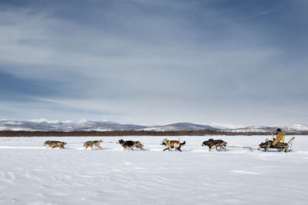 KAMCHATKA, RUSSIA - MARCH 3, 2014: Traditional Kamchatka Dog Sledge Race Beringia. Russian Federation, Far East, Kamchatka Peninsula.のeditorial素材
