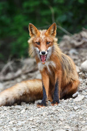 Wildlife of Kamchatka: beautiful red fox sitting on the rocks. Russia, Far East, Kamchatka Peninsula.の写真素材