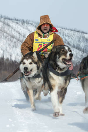 KAMCHATKA, RUSSIA - MARCH 9, 2013: Running dog sledge team Kamchatka musher Andrew Pritchin. Traditional Kamchatka extreme Dog Sled Racing Beringia. Russian Federation, Far East, Kamchatka Peninsula.のeditorial素材