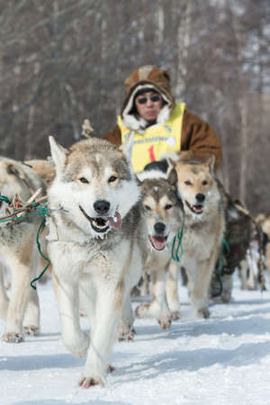 KAMCHATKA, RUSSIA - MARCH 9, 2013: Running dog sledge team Kamchatka musher Ivan Nivani. Traditional Kamchatka extreme Dog Sledge Race Beringia. Russian Federation, Far East, Kamchatka Peninsula.のeditorial素材